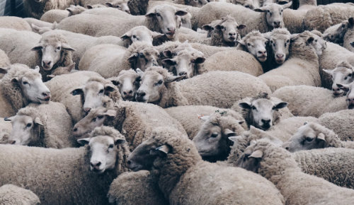 Lots of Sheep