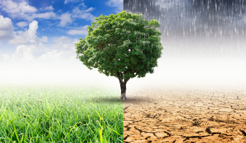 Tree with all 4 seasons