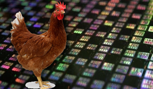 Chicken with background of microchips